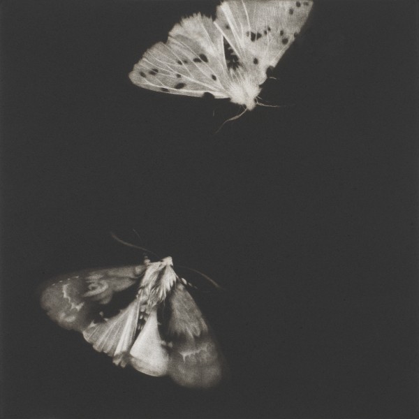 Alder and Ermine Moths (2013), Mezzotint, Edition of 40, 29 x29cm