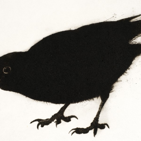 Blackbird (2014), Drypoint Engraving, Edition of 10, 19 x 36cm