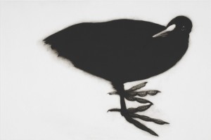 Coot (2014), Mezzotint, Edition of 8, 39 x 52cm