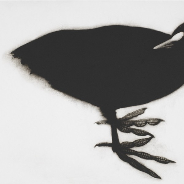 Coot (2014), Mezzotint, Edition of 8, 39 x 52cm