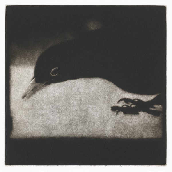 Outside (Songbird), Mezzotint, Edition of 40, 12.5 x 12.5cm