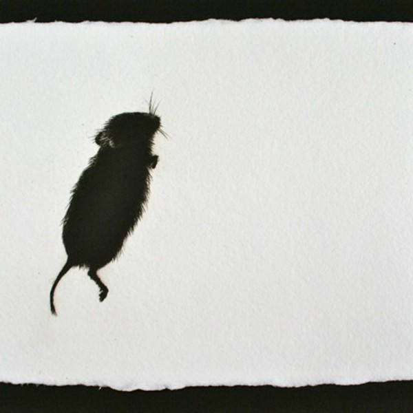 Vole, Drypoint Engraving, Edition of 6, 18 x 22cm