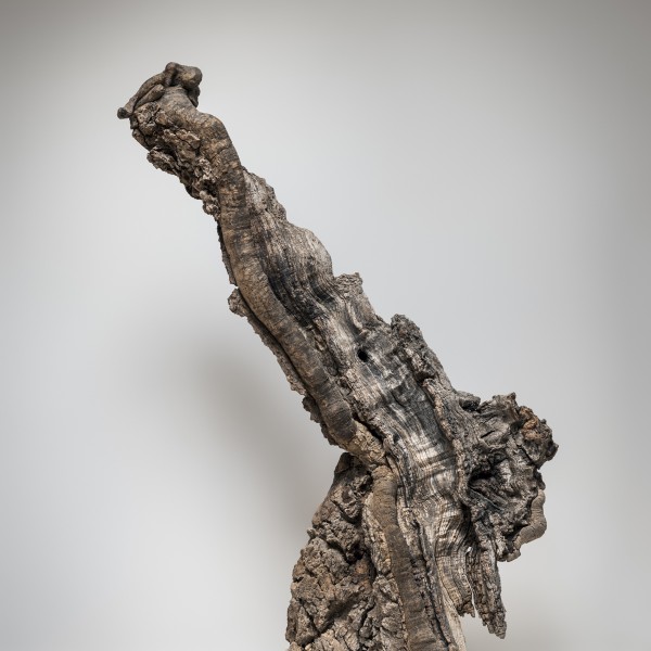 Old Giant (2015), Unique Bronze, Found Wood, 114 x 72 x 28cm