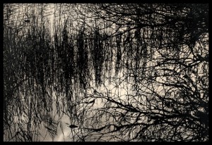 Coot in the Clouds (2013), Charcoal on 650gsm Saunders Waterford Paper, 91.5 x 133cm