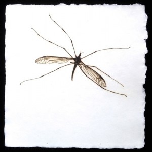 Daddy Long Legs, Dry Point Engraving, Edition 5 of 5, 25 x 25cm