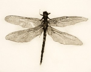 Dragonfly, Drypoint Engraving, Edition 8 of 9, 28 x 25cm