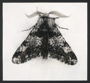Great Oak Beauty (2013), Ink and Charcoal on Aquari Paper, 53 x 53cm