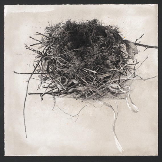 Nest (2013), Ink, Pigment and Charcoal on Arches Paper, 37 x 38cm