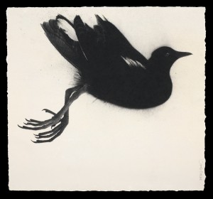 Bird Without Song (2014), Charcoal and Indian Ink on 638gsm Saunders Waterford Paper, 54.6 x 59.6cm