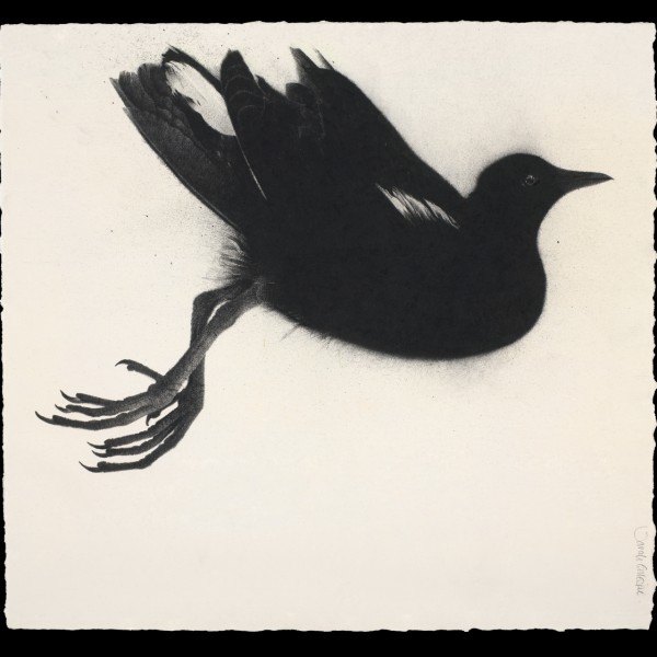 Bird Without Song (2014), Charcoal and Indian Ink on 638gsm Saunders Waterford Paper, 54.6 x 59.6cm