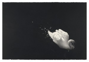 Swan at Stackpole (Upon a Darkening Flood) (2014), Watercolour and Charcoal on 638gsm Saunders Waterford Paper, 101.6 x 152.5cm