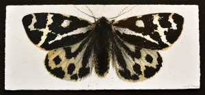 Wood Tiger Moth (2013), Watercolour and Charcoal on 356gsm Saunders Waterford Paper, 19.5 x 44.5cm