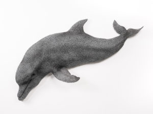Kendra Haste - Bottlenose Dolphin